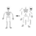 الهيكل العظمي الممغنط ،تركيب الهيكل العظمي، وسيلة تعليمية، استراتيجية الهيكل العظمي