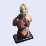 نموذج  تشريح جسم الأنسان