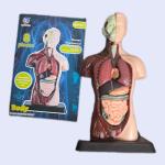 نموذج  تشريح جسم الأنسان