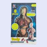 نموذج  تشريح جسم الأنسان